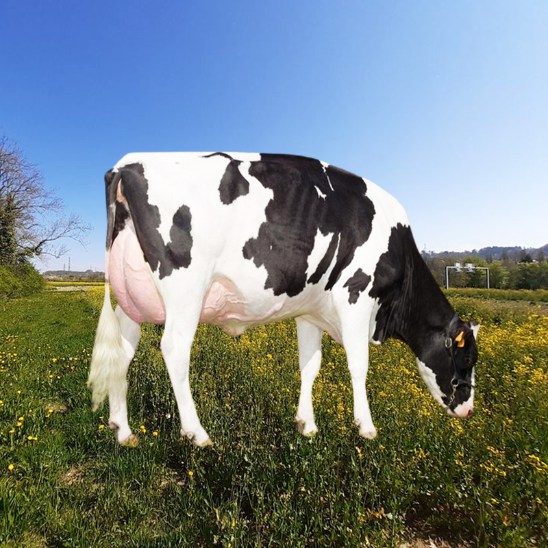RACE HOLSTEIN <span class="desc-prod"></span>
