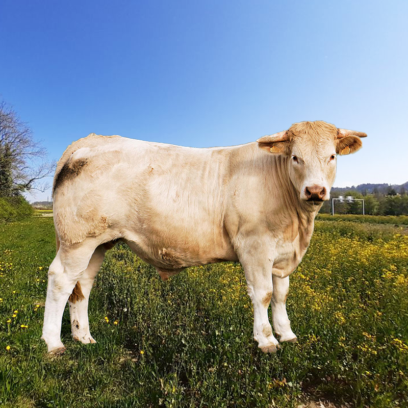 RACE CHAROLAIS <span class="desc-prod"></span>